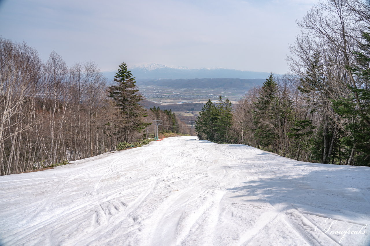 富良野スキー場　さすが富良野！4月24日現在、山麓までの全長約3,000ｍロングコースがオープン中(^^)/